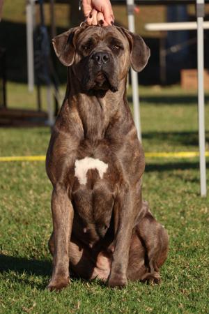 Cane Corso for sale by DARLAJA