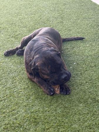 Cane Corso for sale by DARLAJA