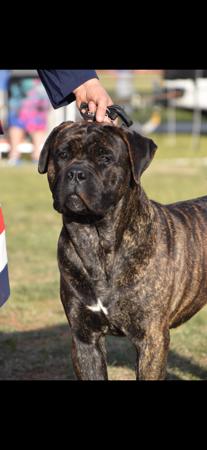 Cane Corso for sale by DARLAJA