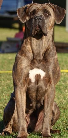 Cane Corso dog for sale by DARLAJA
