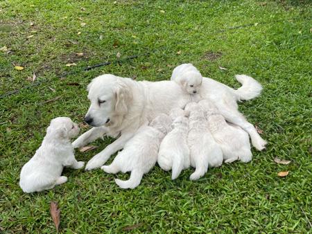 Golden Retriever for sale by SYLGOLD
