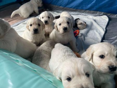 Golden Retriever for sale by SYLGOLD