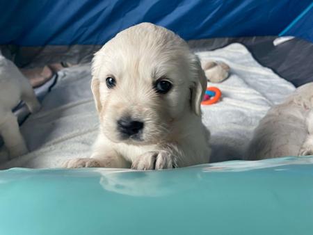 Golden Retriever for sale by SYLGOLD