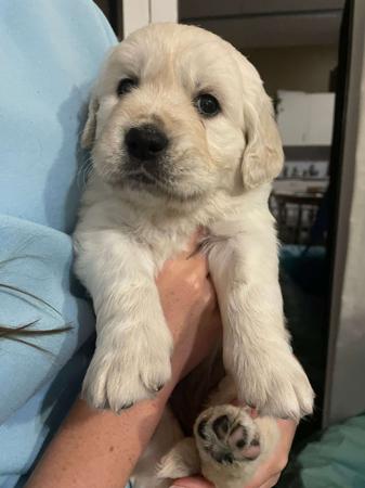 Golden Retriever for sale by SYLGOLD