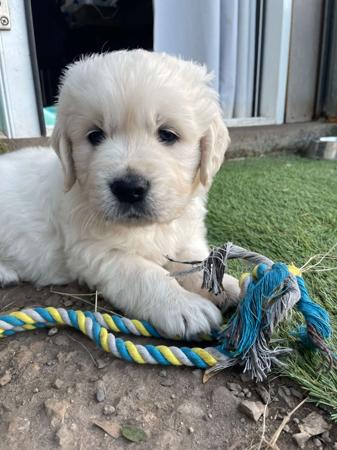 Golden Retriever for sale by SYLGOLD