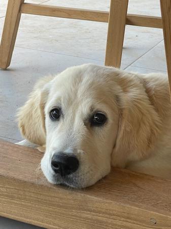 Golden Retriever for sale by SYLGOLD