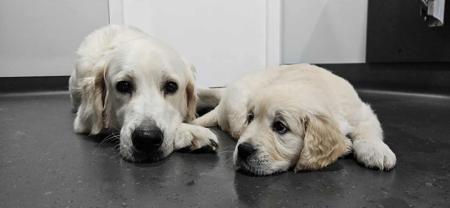 Golden Retriever for sale by SYLGOLD