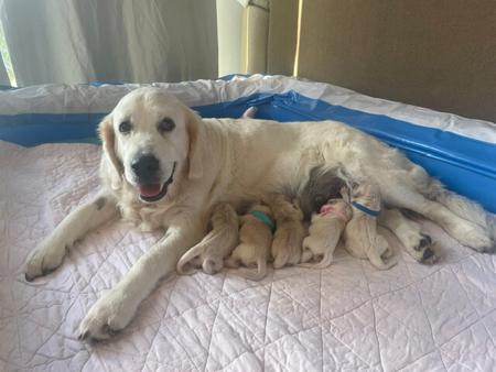 Golden Retriever for sale by SYLGOLD