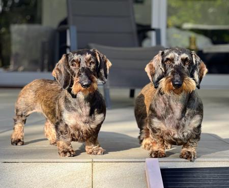 Dachshund (Wire Haired) for sale by LUBETKIN