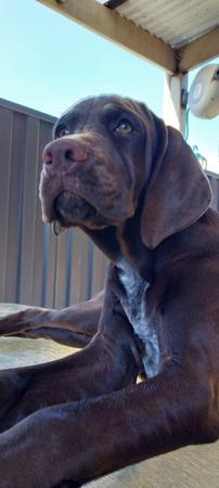 Pointer for sale by LUONTIS