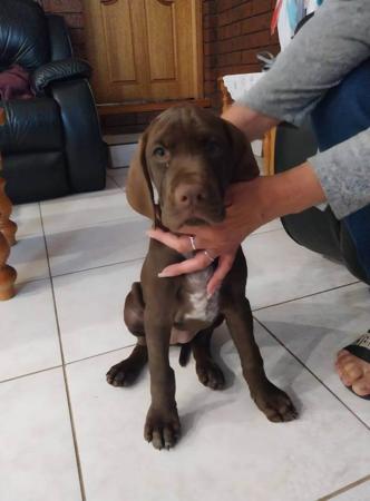 Pointer for sale by LUONTIS