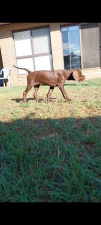 Pointer for sale by LUONTIS