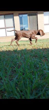 Pointer for sale by LUONTIS2024