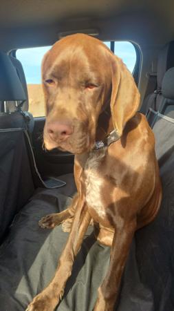 Pointer for sale by LUONTIS