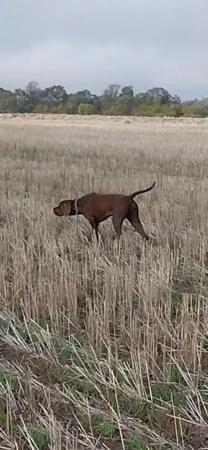 Pointer for sale by LUONTIS