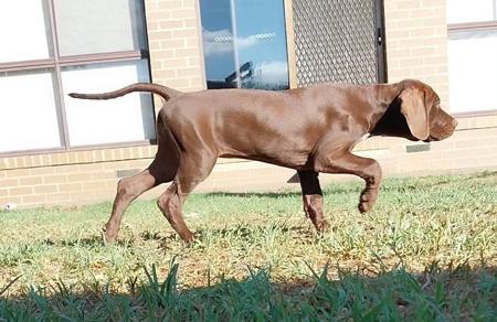 Pointer for sale by LUONTIS