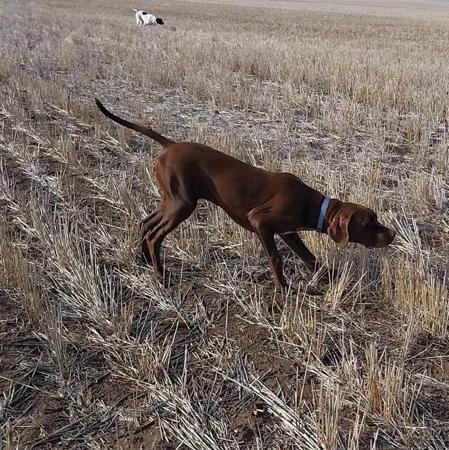 Pointer for sale by LUONTIS2024