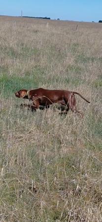 Pointer for sale by LUONTIS