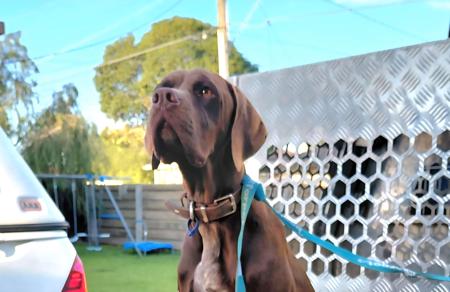 Pointer for sale by LUONTIS