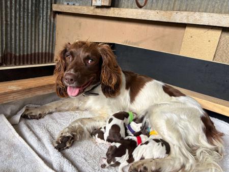 English Springer Spaniel for sale by BROLCOORT