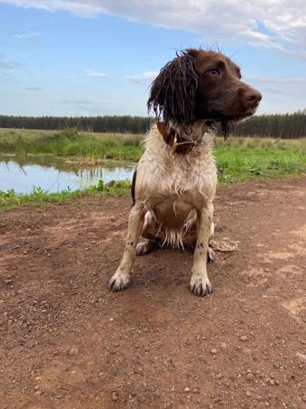 English Springer Spaniel for sale by BROLCOORT