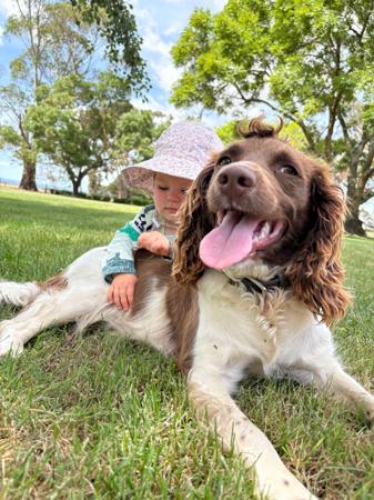 English Springer Spaniel for sale by BROLCOORT