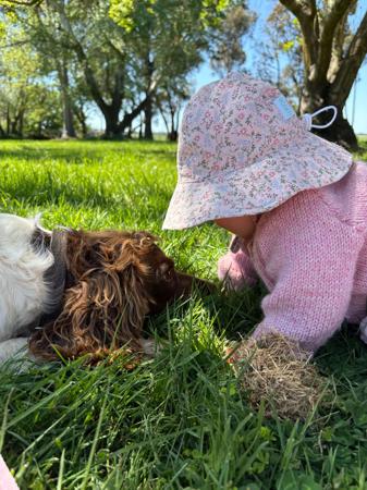 English Springer Spaniel for sale by BROLCOORT