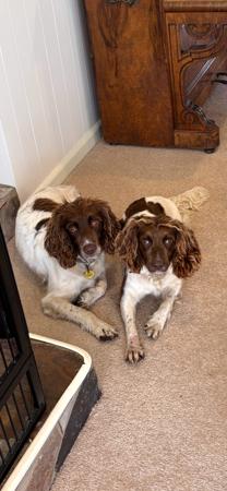 English Springer Spaniel for sale by BROLCOORT
