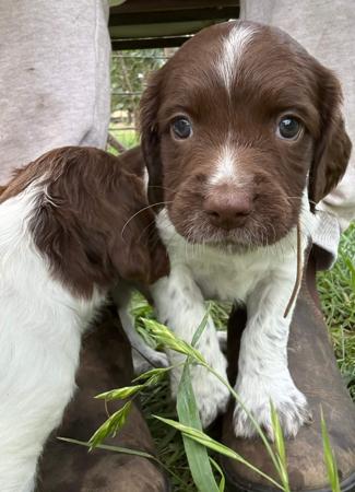 English Springer Spaniel puppy for sale by BROLCOORT