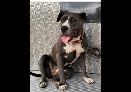 American Staffordshire Terrier for sale by MUGGOS