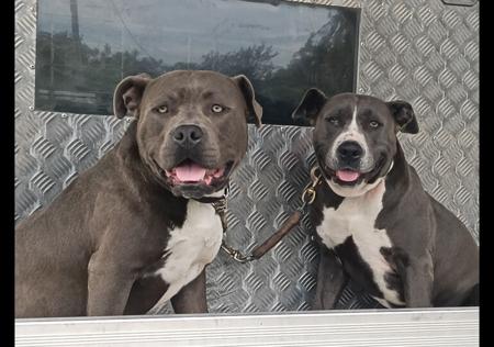 American Staffordshire Terrier for sale by MUGGOS
