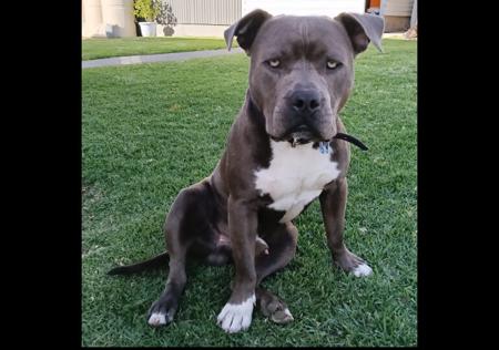 American Staffordshire Terrier for sale by MUGGOS