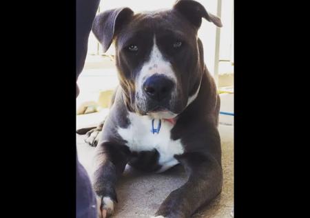American Staffordshire Terrier for sale by MUGGOS