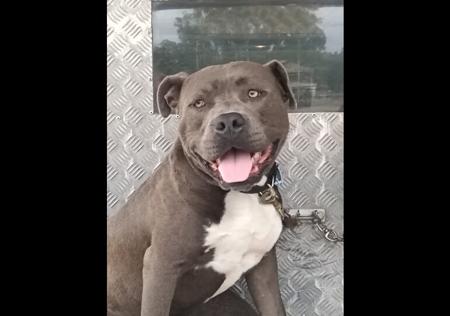 American Staffordshire Terrier for sale by MUGGOS