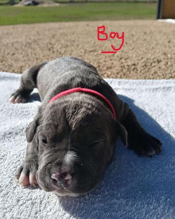 American Staffordshire Terrier puppy for sale by MUGGOSAMSTAFFS
