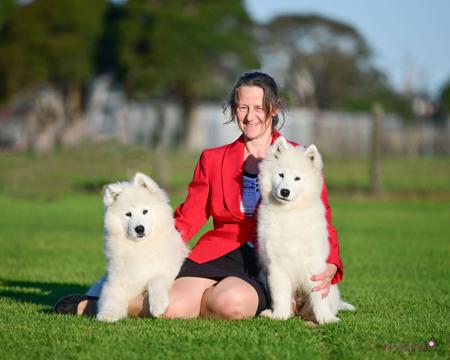 Samoyed for sale by ZAREINE