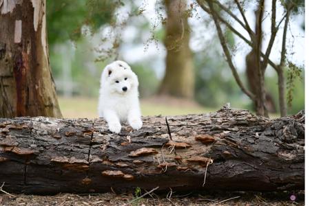 Samoyed for sale by ZAREINE
