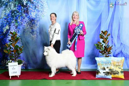 Samoyed for sale by ZAREINE