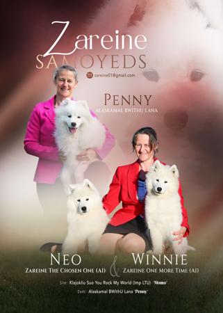 Samoyed for sale by ZAREINE