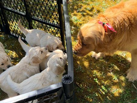 Golden Retriever for sale by GOLDENEM