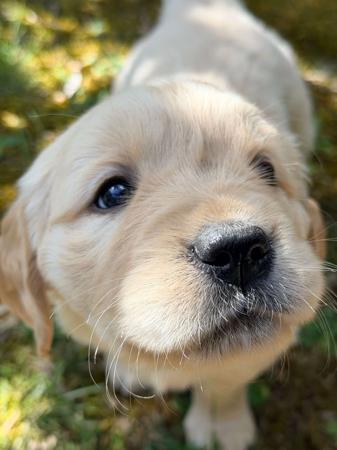 Golden Retriever for sale by GOLDENEM