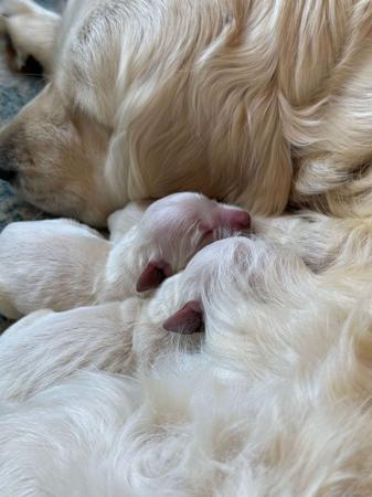 Golden Retriever for sale by GOLDENEM