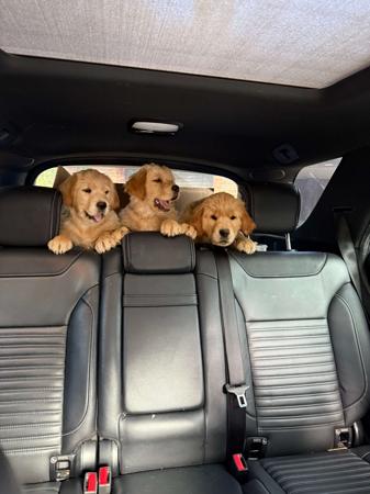 Golden Retriever for sale by GOLDENEM