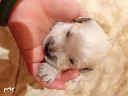 Golden Retriever for sale by GOLDENEM