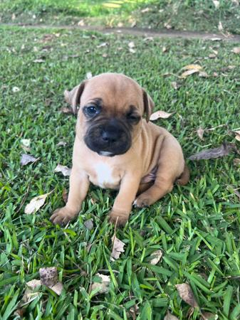 Staffordshire Bull Terrier for sale by SALMACSTAF