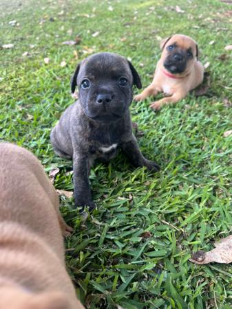 Staffordshire Bull Terrier for sale by SALMACSTAF