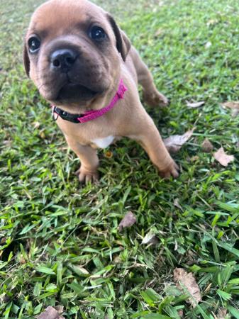 Staffordshire Bull Terrier for sale by SALMACSTAF
