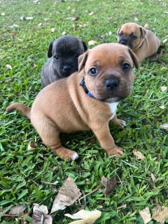 Staffordshire Bull Terrier for sale by SALMACSTAF
