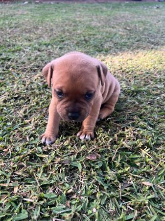 Staffordshire Bull Terrier for sale by SALMACSTAF