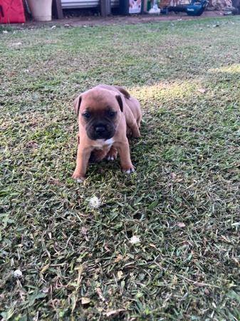 Staffordshire Bull Terrier for sale by SALMACSTAF